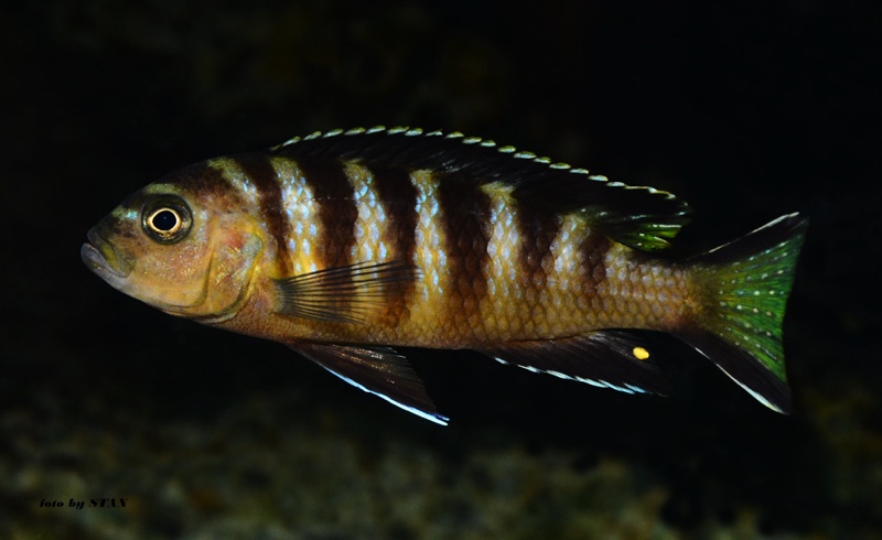 Maylandia melissa 'Chitande Island'